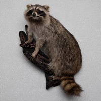 taxidermy raccoon racoon