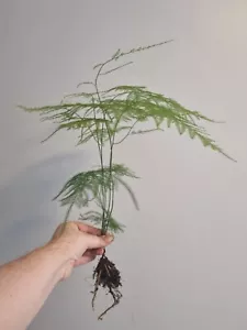 Asparagus Fern Plant Asparagus Plumosus LARGE Well Rooted House Plant Bare root - Picture 1 of 15