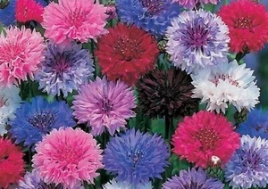 Cornflower /Bachelor Button Dwarf Mix 200 Seeds BUY 4 GET FREE SHIPPING - Picture 1 of 1