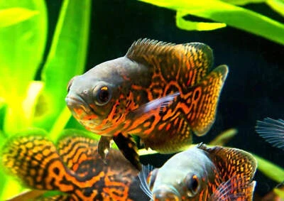 MY STORE Red Tiger Oscar Cichlid (Astronotus ocellatus) - 1"-2" - Live Fish