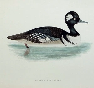 HOODED MERGANSER, DUCK original antique ornithilogical print, bird, MORRIS, 1897 - Picture 1 of 2