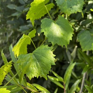 20 Fresh Organic Vine Clippings Muscadine Grapes Superfood Wild Grown - Picture 1 of 3