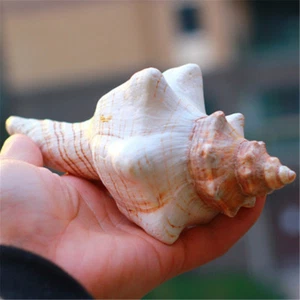 Cáscaras naturales muchos tamaños caracola caballo acuario pecera boda decoración del hogar - Imagen 1 de 5