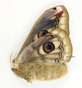 Unmounted Butterfly/Saturniidae - Saturnia pavoniella, F, Italy, A1/A- - Picture 1 of 1