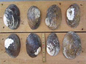 8 Large Natural 5" Freshwater Mussel Clam Shell Half Lot MOP Mother of Pearl D - Picture 1 of 9