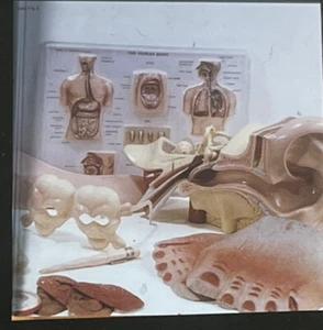 Claes Oldenburg “mouse Museum Inventory " Pop Art 35mm Art Slide - Picture 1 of 3