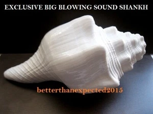 Loud Sound Shankha Blowing 6.5" Shankh Conch Shell for Divine Worship~ Energized - Picture 1 of 4