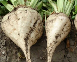 Sugar Beet Seeds | Heirloom | Organic - Picture 1 of 1