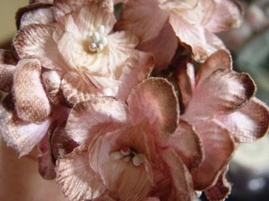 UN MONTÓN DE FLORES DE MOLINERÍA DE DELPHINIUM ROSA TERCIOPELO Y LATTE - Imagen 1 de 4