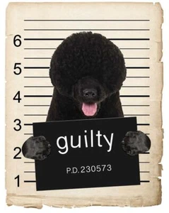 Calamita auto frigorifero cane acqua portoghese Mugshot cane cattivo - Foto 1 di 6