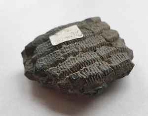 Myliobatis sp. - sehr große Kauplatte - Rochen - Miozän - Venice (Florida, USA) - Bild 1 von 10