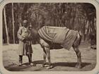 Photo:Central Asia,horse,pack saddle,transportation,c1865