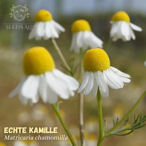 1 Mill. Samen ECHTE KAMILLE Matricaria recutita chamomilla chamomille ( 100 g ) - Bild 1 von 5