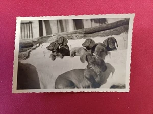 Dackel Teckel Zucht Welpen Hund Hunde Weibchen Wurf Altes Foto - Bild 1 von 2