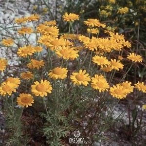Yellow Chamomile (Anthemis tinctoria) 30 PCS fresh seeds.Golden Marguerite seeds - Picture 1 of 7