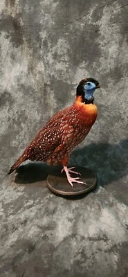 Temminick Tragopan Faisán Taxidermia Montaje Pájaro Gamebird Plumas Exótico Foto 1 de 2