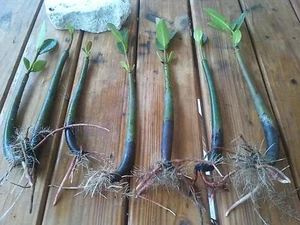 6 Seeds and 6 Plants! Aquarium Red Mangroves Saltwater Freshwater - Picture 1 of 4