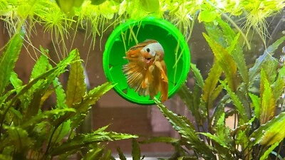 LIFEWITHPETS Betta Hide Cave Betta Fish Resting Hide Aquarium Hide