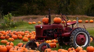 Connecticut Field Pumpkin Seeds, Traditional Pumpkin, Halloween, Pie, FREE SHIP - Picture 1 of 2