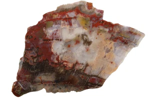 Arizona Petrified Wood Slab | 1 Lb, 6 Ozs | Display | Lapidary - Thick - Picture 1 of 17