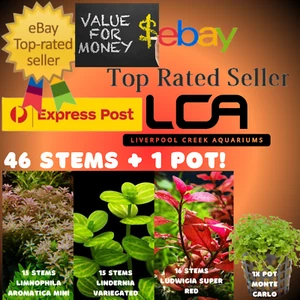 LCA - 46 STEMS + POT Live Aquarium Plants Pond Shrimp Fish Tank Pond Fertiliser - Picture 1 of 3