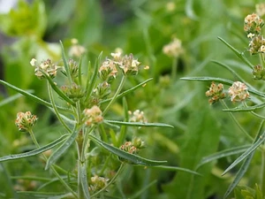 2.000 Samen Flohsamen-Wegerich HEILPFLANZE - Plantago psyllium afra - Plantain - Bild 1 von 4