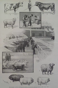 Live Stock Show Madison Square Garden New York City 1896 Harper’s Weekly - Picture 1 of 2
