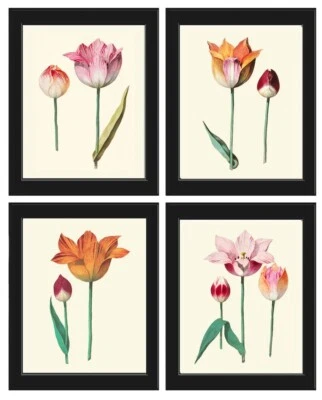 Botanical Prints Tulip Flowers Wall Art Decor Set of 4 Beautiful Unframed