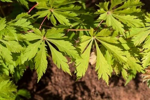 Fächerahorn 'Aconitifolium' Acer japonicum Topf gewachsen ca. 60cm - Bild 1 von 10