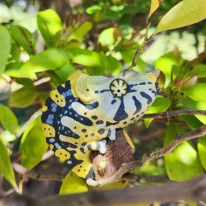 【In-Stock】Animal Heavenly Body Trioceros melleri Meller’s Chameleon Statue - Picture 1 of 4