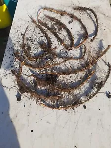 fuggle hop rhizome - Picture 1 of 4