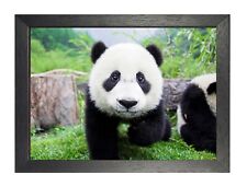 Panda Bär Süß Cub Poster Schwarz Weiß Sweet China Wild Tier Bild Foto