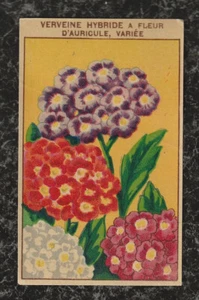 Etiqueta cromada eduardiana para sobre de semillas francesas verveina - verbena - Imagen 1 de 2