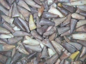 Triassic Apachesaurus amphibian tooth fossil Bull Canyon Dinosaur beds 2 per bid - Picture 1 of 3