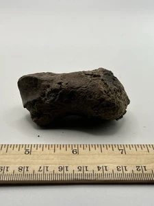 Mammoth Toe Foot Bone Ice Age 12000 Years Old Siberia T8 2.75” X 1.5” - Picture 1 of 5
