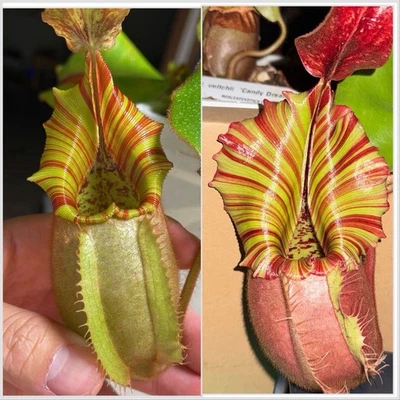 Nepenthes Veitchii (Orange X Candy Dreams) Rayas, No. 6, 2 PUNTOS DE CRECIMIENTO! Foto 1 de 4
