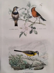 GORGE BLEUE ROUGE GORGE BERGERONNETTE OISEAUX GRAVURE COULEUR 1848 BUFFON B64 - Picture 1 of 2