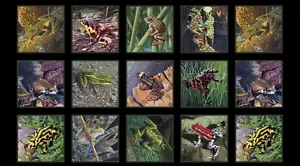 23" Fabric Panel - Elizabeth's Studio Animal Amazing Frogs Blocks Black - Picture 1 of 1