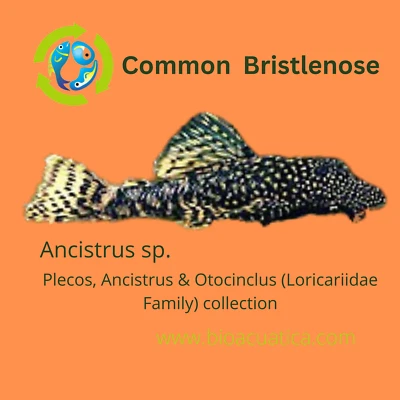 3 PACK ANCISTRUS BUSHY NOSE BRISTLENOSE 1 TO 1.5 INCHES (Ancistrus sp) - Image 1 of 4