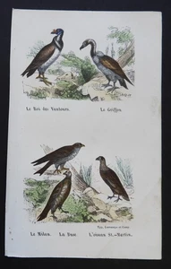 BUFFON début 19ème - Gravure couleurs OISEAUX : Rapaces (Buse, Vautour...) - Picture 1 of 2