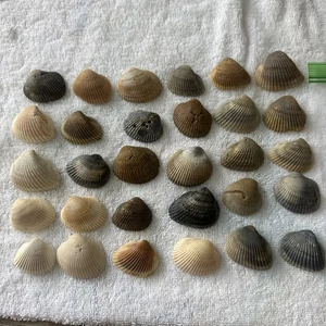 Sea Shells From Space Coast Florida tamaño mediano cantidad 30 - Imagen 1 de 3