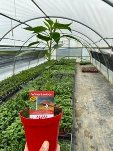 Non DISPONIBILE PEPERONCINO PICCANTE VIETATO ALTA QUALITÀ VASO 14 - Imagen 1 de 3