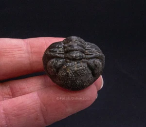 Unique Fossil Trilobite Morocco 2744 - Picture 1 of 3