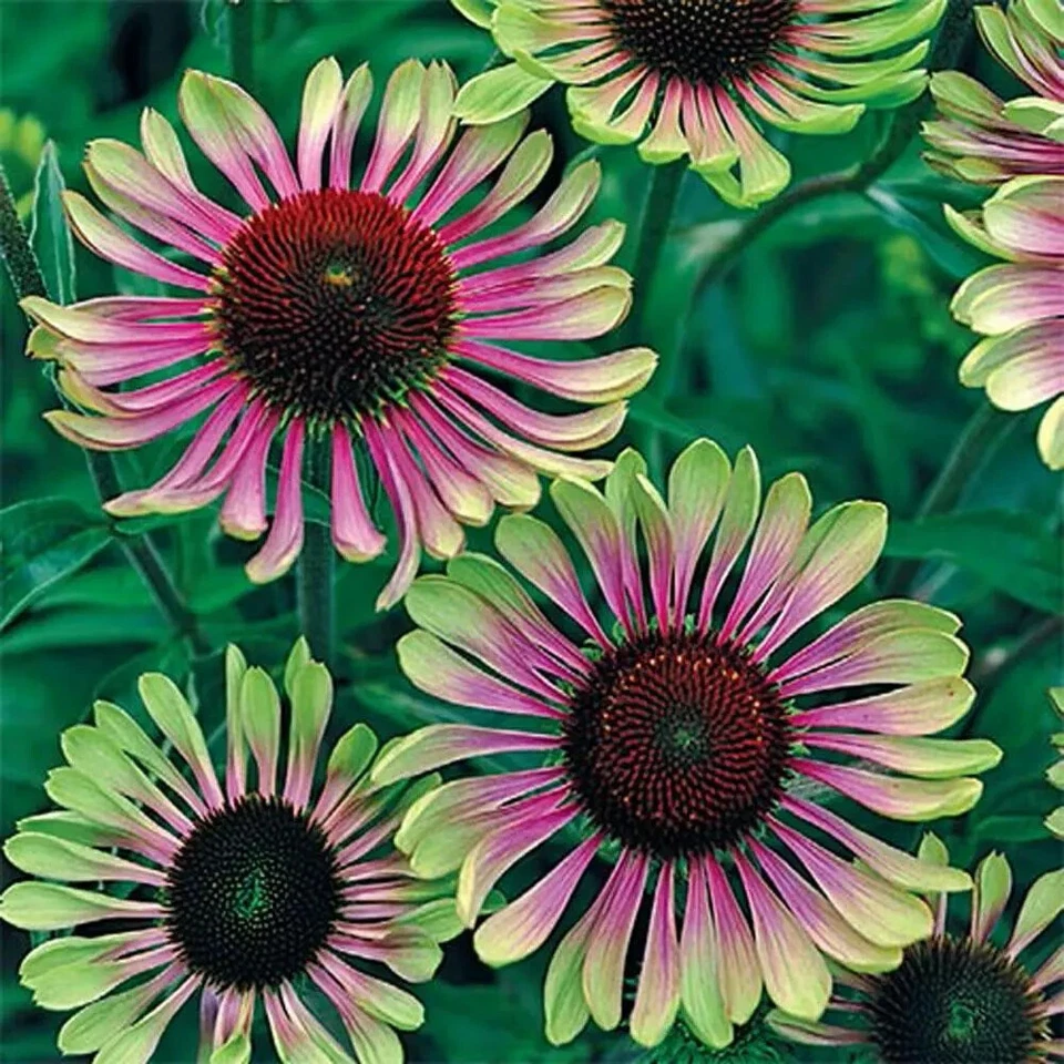 ECHINACEA~GREEN TWISTER~ CONEFLOWER PERENNIAL FLOWERS HARDY LIVE BARE ROOT PLANT - Image 1 of 1