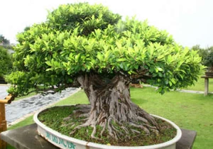 Ficus Benghalensis Tree 100+ Seeds, Banyan, Bengal Fig, East Indian Fig Bonsai - Picture 1 of 6