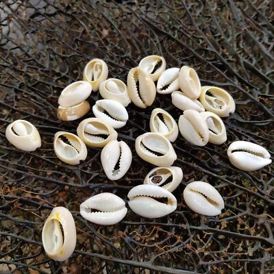 10pcs 1.8-2cm Shell Shape Cowry Shell Beige Loose Beads for Jewelry Making - Image 1 of 4