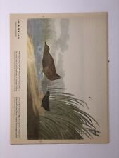 Audubon No. 349 Black Rail & No. 350 Mountain Plover, Original 1946 Lithograph
