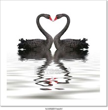 Black Swan Romance Art/Canvas Print. Poster, Wall Art, Home Decor