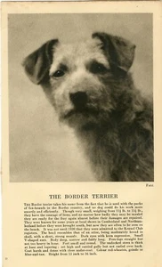 BORDER TERRIER HEAD STUDY & TEXT OLD 1930 DOG PHOTO by FALL PRINT PAGE - Picture 1 of 1