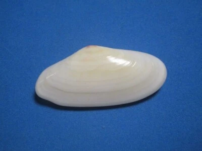 Tellina radiata Linnaeus, 1758 "GLASSY!" - Image 1 of 4